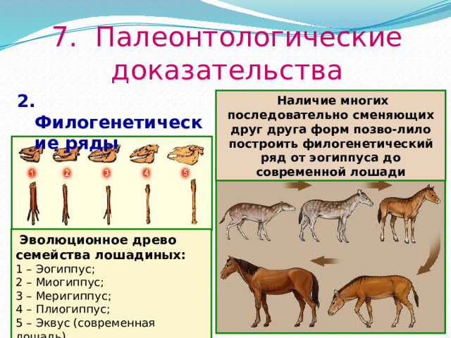 7. Палеонтологические доказательства 2.  Филогенетические ряды  Наличие многих последовательно сменяющих друг друга форм позво-лило построить филогенетический ряд от эогиппуса до современной лошади  Эволюционное древо семейства лошадиных:  1 – Эогиппус; 2 – Миогиппус; 3 – Меригиппус; 4 – Плиогиппус; 5 – Эквус (современная лошадь)  