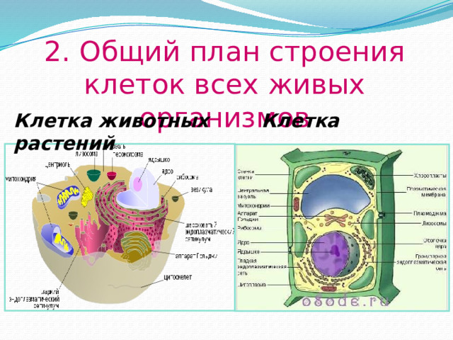 2. Общий план строения клеток всех живых организмов Клетка животных Клетка растений   