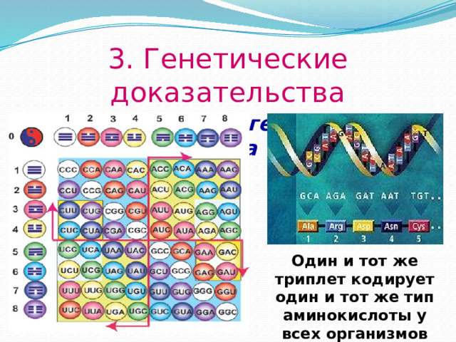 3. Генетические доказательства  Универсальность генетического кода Один и тот же триплет кодирует один и тот же тип аминокислоты у всех организмов  