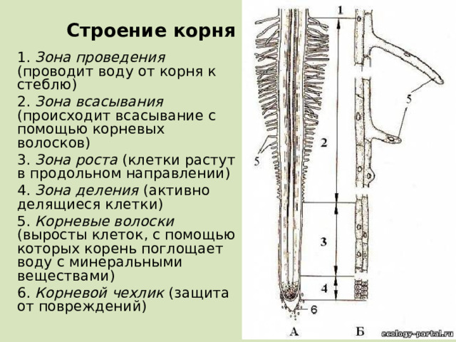Строение корня 1. Зона проведения (проводит воду от корня к стеблю) 2. Зона всасывания (происходит всасывание с помощью корневых волосков) 3. Зона роста (клетки растут в продольном направлении) 4. Зона деления (активно делящиеся клетки) 5. Корневые волоски (выросты клеток, с помощью которых корень поглощает воду с минеральными веществами) 6. Корневой чехлик (защита от повреждений)  