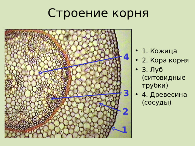 Строение корня 1. Кожица 2. Кора корня 3. Луб (ситовидные трубки) 4. Древесина (сосуды) 4 3 2 1 12 
