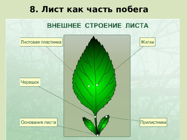 8. Лист как часть побега 