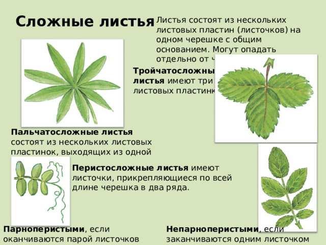 Сложные листья Листья состоят из нескольких листовых пластин (листочков) на одном черешке с общим основанием. Могут опадать отдельно от черешка. Тройчатосложные листья имеют три листовых пластинки Пальчатосложные листья состоят из нескольких листовых пластинок, выходящих из одной точки Перистосложные листья имеют листочки, прикрепляющиеся по всей длине черешка в два ряда. Непарноперистыми , если заканчиваются одним листочком Парноперистыми , если оканчиваются парой листочков 