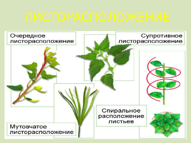 ЛИСТОРАСПОЛОЖЕНИЕ  