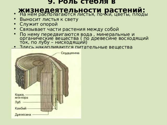 9. Роль стебля в жизнедеятельности растений: На нем располагаются листья, почки, цветы, плоды Выносит листья к свету Служит опорой Связывает части растения между собой По нему передвигаются вода , минеральные и органические вещества ( по древесине восходящий ток, по лубу – нисходящий) Здесь накапливаются питательные вещества  