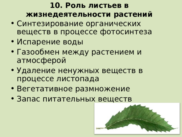 10. Роль листьев в жизнедеятельности растений Синтезирование органических веществ в процессе фотосинтеза Испарение воды Газообмен между растением и атмосферой Удаление ненужных веществ в процессе листопада Вегетативное размножение Запас питательных веществ  