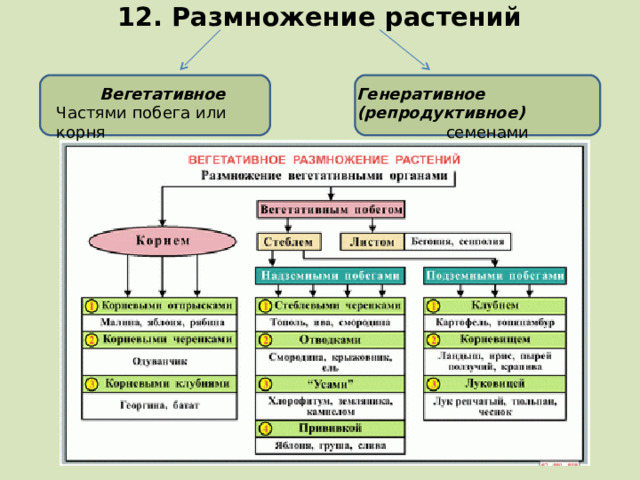 12. Размножение растений Вегетативное Частями побега или корня Генеративное (репродуктивное) семенами 