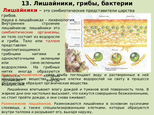 13. Лишайники, грибы, бактерии  Лишайники – это симбиотические представители царства грибов. Наука о лишайниках – лихенология. Внутреннее строение лишайников : лишайники это симбиотические организмы , их тело состоит из водоросли и гриба. Тело или таллом представлен переплетающимися грибными нитями и одноклеточными зелеными или сине-зелеными водорослями. На грибных нитях иногда образуются присоски, которые проникают внутрь водорослей. Питание лишайников :  нити гриба поглощают воду и растворенные в ней минеральные вещества. Зеленые клетки водорослей на свету в процессе фотосинтеза образуют органические вещества.  Лишайники впитывают влагу дождей и туманов всей поверхность тела. В жаркие дни они настолько высыхают, что кажутся совершенно безжизненными, но стоит пройти дождю, и они снова оживают. Размножение лишайников. Размножаются лишайники в основном кусочками слоевища, а также специализированными клетками, которые образуются внутри таллома и разрывают его, выходя наружу.  