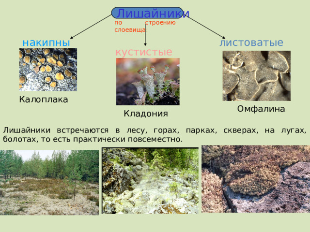 Лишайники по строению слоевища : накипные листоватые кустистые Калоплака Омфалина Кладония Лишайники встречаются в лесу, горах, парках, скверах, на лугах, болотах, то есть практически повсеместно.  