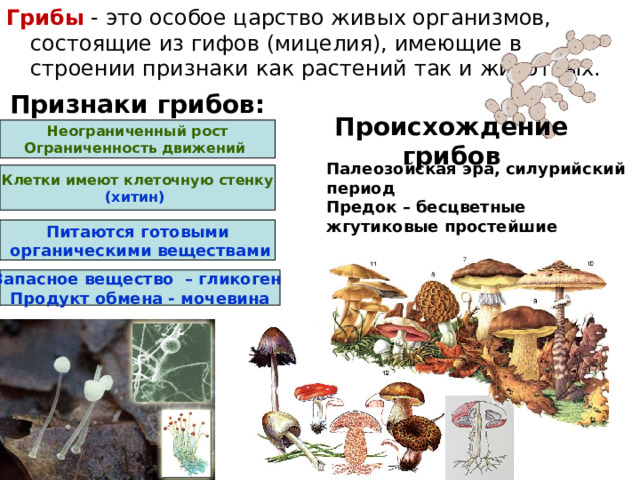 Грибы - это особое царство живых организмов, состоящие из гифов (мицелия), имеющие в строении признаки как растений так и животных. Признаки грибов: Неограниченный рост Ограниченность движений Происхождение грибов Палеозойская эра, силурийский период Предок – бесцветные жгутиковые простейшие Клетки имеют клеточную стенку (хитин)  Питаются готовыми  органическими веществами Запасное вещество – гликоген Продукт обмена - мочевина  