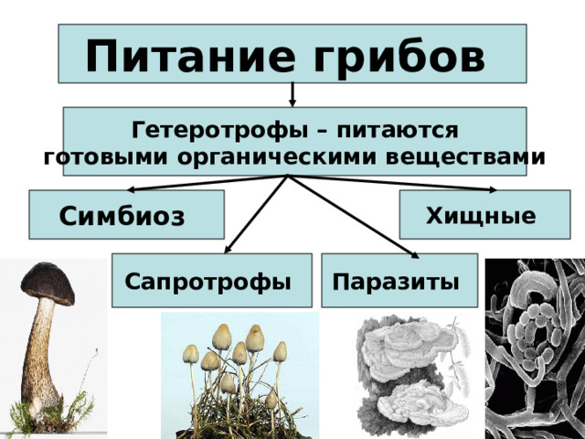 Питание грибов Гетеротрофы – питаются готовыми органическими веществами Симбиоз Хищные Сапротрофы Паразиты  