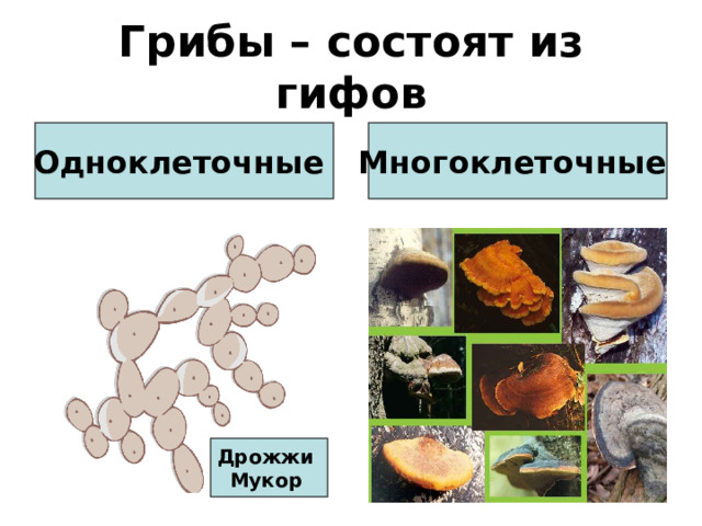 Грибы – состоят из гифов Одноклеточные Многоклеточные Дрожжи Мукор   