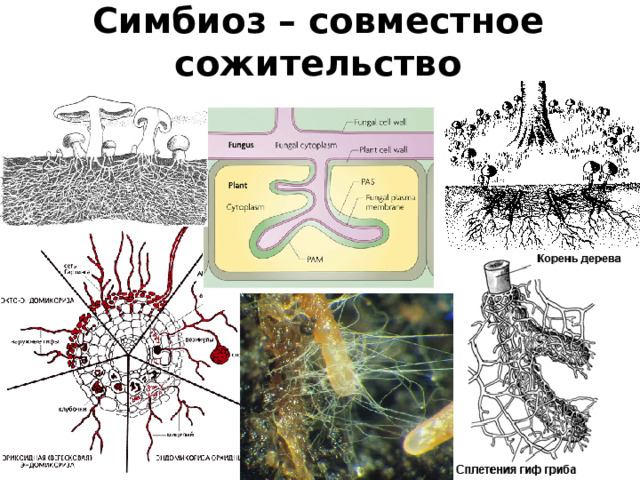 Симбиоз  – совместное сожительство  