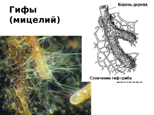 Гифы  (мицелий)  Симбиоз  Микориза –  грибокорень  