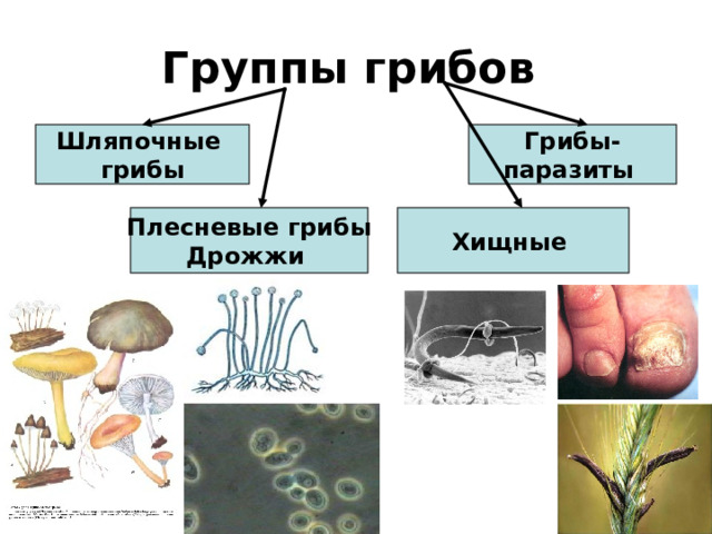 Группы грибов Шляпочные грибы Грибы- паразиты Плесневые грибы Дрожжи Хищные  