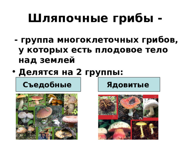 Шляпочные грибы -  - группа многоклеточных грибов, у которых есть плодовое тело над землей Делятся на 2 группы: Съедобные Ядовитые  