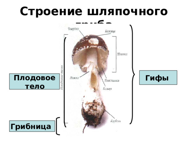 Строение шляпочного гриба Гифы Плодовое  тело  Грибница  