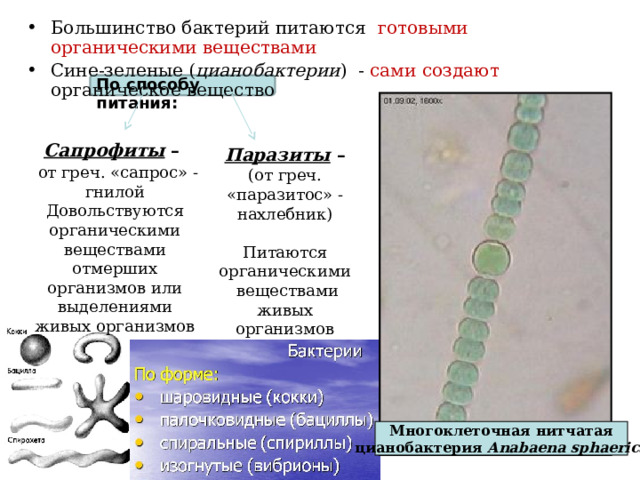 Большинство бактерий питаются готовыми органическими веществами Сине-зеленые ( цианобактерии ) - сами создают органическое вещество По способу питания:  Сапрофиты –  от греч. «сапрос» - гнилой Довольствуются органическими веществами отмерших организмов или выделениями живых организмов Паразиты – (от греч. «паразитос» - нахлебник) Питаются органическими  веществами живых организмов Многоклеточная нитчатая цианобактерия Anabaena sphaerica  
