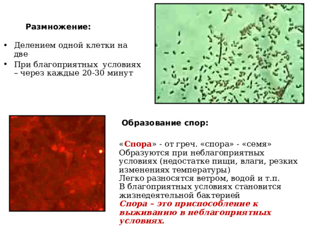 Размножение: Делением одной клетки на две При благоприятных условиях – через каждые 20-30 минут Образование спор: « Спора » - от греч. «спора» - «семя» Образуются при неблагоприятных условиях (недостатке пищи, влаги, резких изменениях температуры) Легко разносятся ветром, водой и т.п. В благоприятных условиях становится жизнедеятельной бактерией Спора – это приспособление к выживанию в неблагоприятных условиях. 