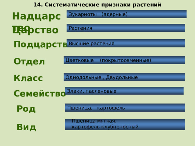14. Систематические признаки растений Надцарство Эукариоты (ядерные) Царство Растения Подцарство Высшие растения Отдел Цветковые (покрытосеменные) Класс Однодольные , Двудольные Семейство Злаки, пасленовые Род Пшеница, картофель  Пшеница мягкая,  картофель клубненосный Вид  