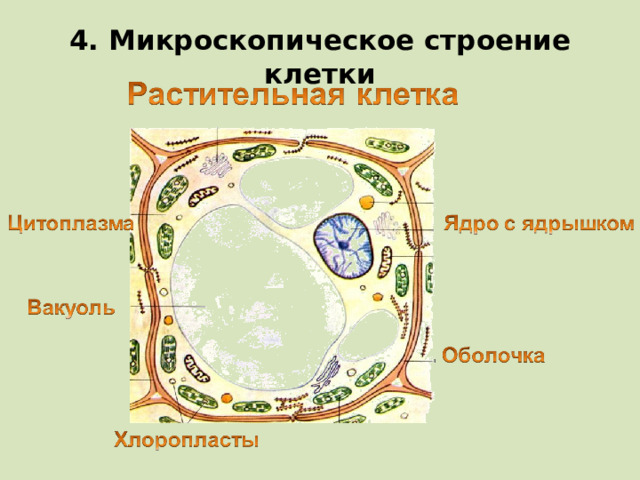 4. Микроскопическое строение клетки  