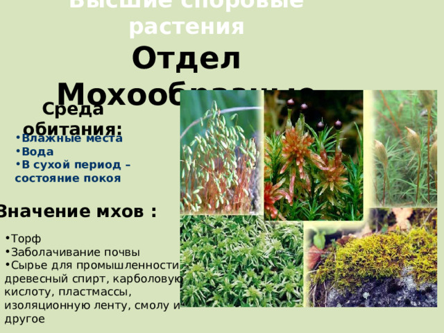 Высшие споровые растения  Отдел Мохообразные Среда обитания: Влажные места Вода В сухой период – состояние покоя Значение мхов : Торф Заболачивание почвы Сырье для промышленности – древесный спирт, карболовую кислоту, пластмассы, изоляционную ленту, смолу и другое 