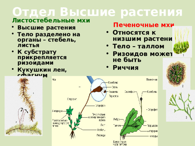Отдел Высшие растения Листостебельные мхи Высшие растения Тело разделено на органы – стебель, листья К субстрату прикрепляется ризоидами Кукушкин лен, с фагнум Печеночные мхи Относятся к низшим растениям Тело – таллом Ризоидов может не быть Риччия  
