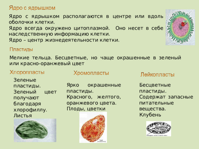 Ядро с ядрышком располагаются в центре или вдоль оболочки клетки. Ядро всегда окружено цитоплазмой. Оно несет в себе наследственную информацию клетки. Ядро – центр жизнедеятельности клетки. Мелкие тельца. Бесцветные, но чаще окрашенные в зеленый или красно-оранжевый цвет Зеленые пластиды. Зеленый цвет получают благодаря хлорофиллу. Листья Ярко окрашенные пластиды. Красного, желтого, оранжевого цвета. Плоды, цветки Бесцветные пластиды. Содержат запасные питательные вещества. Клубень  