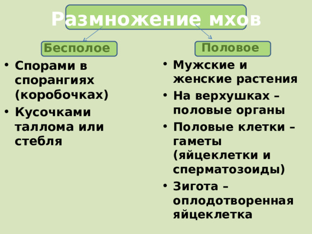 Размножение мхов Бесполое Спорами в спорангиях (коробочках) Кусочками таллома или стебля  Половое Мужские и женские растения На верхушках – половые органы Половые клетки – гаметы (яйцеклетки и сперматозоиды) Зигота – оплодотворенная яйцеклетка 
