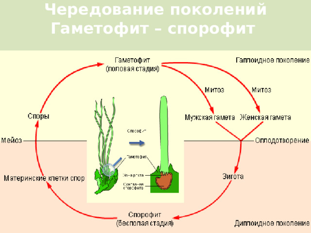 Чередование поколений Гаметофит – спорофит  