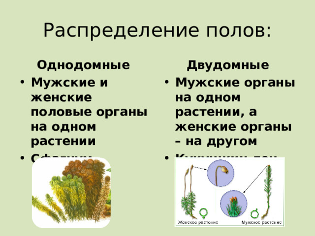Распределение полов: Однодомные Двудомные Мужские и женские половые органы на одном растении Сфагнум Мужские органы на одном растении, а женские органы – на другом Кукушкин лен 
