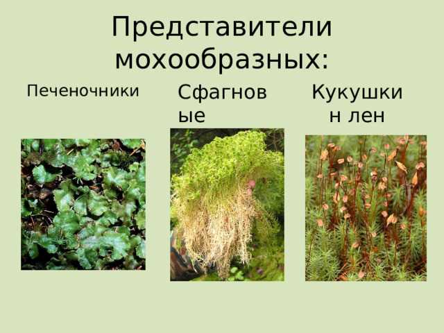 Представители мохообразных: Сфагновые Кукушкин лен Печеночники 