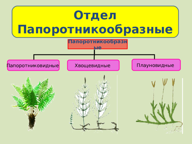 Отдел Папоротникообразные Папоротникообразные Плауновидные Папоротниковидные Хвощевидные 