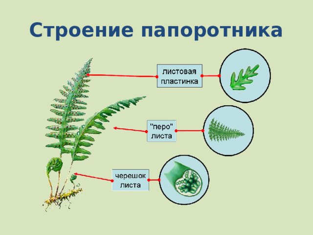 Строение папоротника 