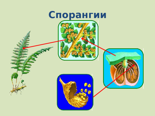 Спорангии 