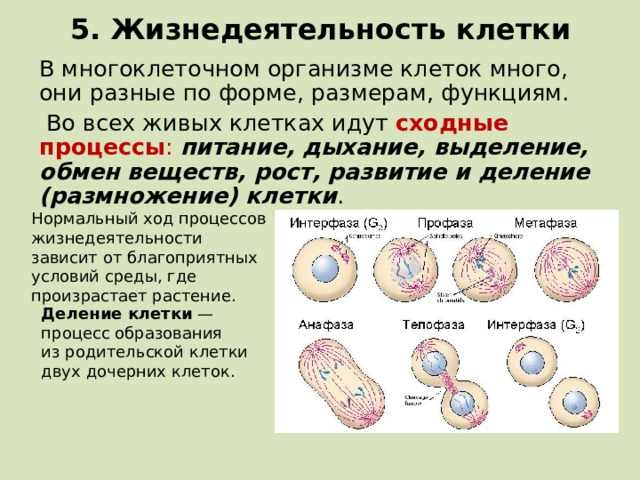 5. Жизнедеятельность клетки В многоклеточном организме клеток много, они разные по форме, размерам, функциям.  Во всех живых клетках идут сходные процессы : питание, дыхание, выделение, обмен веществ, рост, развитие и деление (размножение) клетки . Нормальный ход процессов жизнедеятельности зависит от благоприятных условий среды, где произрастает растение. Деление клетки  — процесс образования из родительской клетки двух дочерних клеток.  
