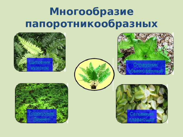 Многообразие папоротникообразных 