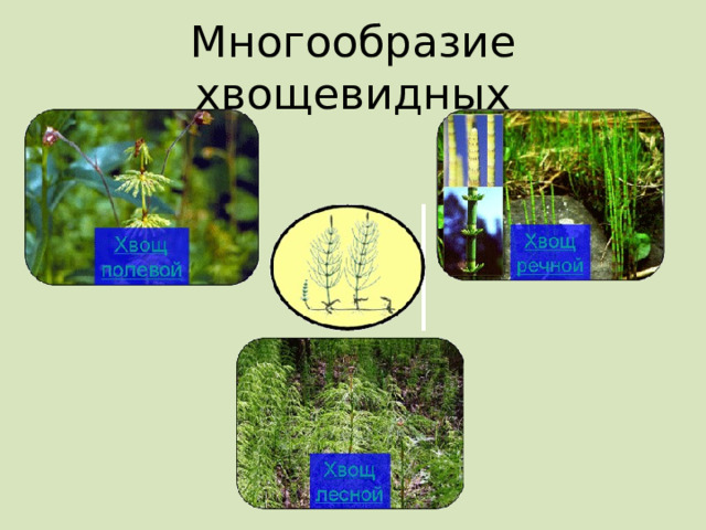 Многообразие хвощевидных 