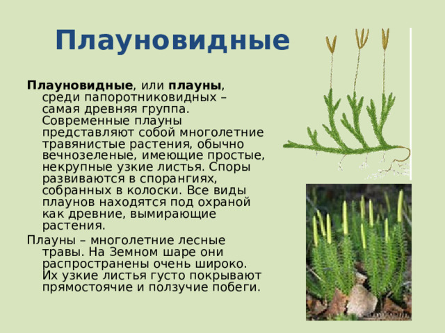 Плауновидные Плауновидные , или  плауны , среди папоротниковидных – самая древняя группа. Современные плауны представляют собой многолетние травянистые растения, обычно вечнозеленые, имеющие простые, некрупные узкие листья. Споры развиваются в спорангиях, собранных в колоски. Все виды плаунов находятся под охраной как древние, вымирающие растения. Плауны – многолетние лесные травы. На Земном шаре они распространены очень широко. Их узкие листья густо покрывают прямостоячие и ползучие побеги. 