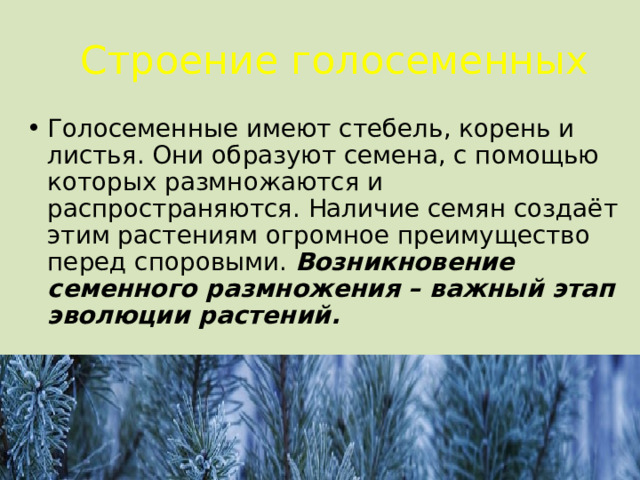  Строение голосеменных Голосеменные имеют стебель, корень и листья. Они образуют семена, с помощью которых размножаются и распространяются. Наличие семян создаёт этим растениям огромное преимущество перед споровыми. Возникновение семенного размножения – важный этап эволюции растений.  