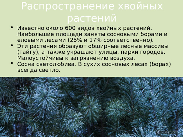 Распространение хвойных растений Известно около 600 видов хвойных растений. Наибольшие площади заняты сосновыми борами и еловыми лесами (25% и 17% соответственно). Эти растения образуют обширные лесные массивы (тайгу), а также украшают улицы, парки городов. Малоустойчивы к загрязнению воздуха. Сосна светолюбива. В сухих сосновых лесах (борах) всегда светло. 