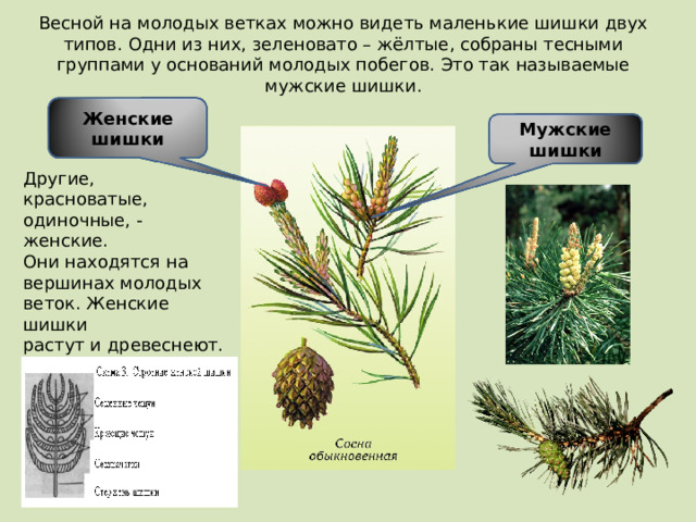 Весной на молодых ветках можно видеть маленькие шишки двух типов. Одни из них, зеленовато – жёлтые, собраны тесными группами у оснований молодых побегов. Это так называемые мужские шишки. Женские шишки Мужские шишки Другие, красноватые, одиночные, - женские. Они находятся на вершинах молодых веток. Женские шишки растут и древеснеют. Сначала они становятся зелёными, потом –  коричневыми. 