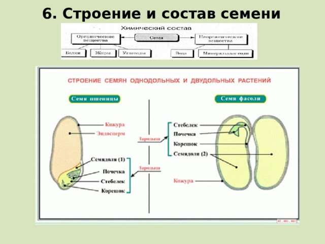 6. Строение и состав семени  