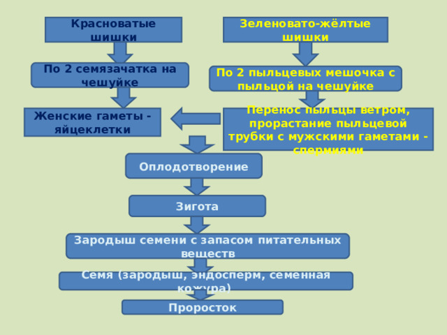 Зеленовато-жёлтые шишки Красноватые шишки По 2 семязачатка на чешуйке По 2 пыльцевых мешочка с пыльцой на чешуйке Перенос пыльцы ветром, прорастание пыльцевой трубки с мужскими гаметами - спермиями Женские гаметы - яйцеклетки Оплодотворение Зигота Зародыш семени с запасом питательных веществ Семя (зародыш, эндосперм, семенная кожура) Проросток 