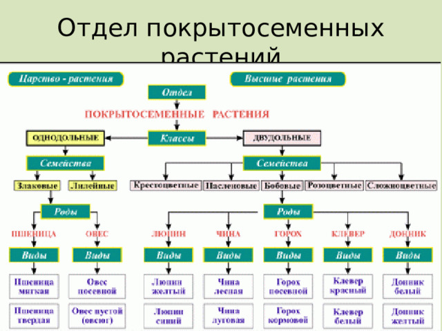 Отдел покрытосеменных растений 