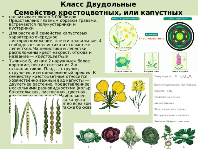 Класс Двудольные  Семейство крестоцветных, или капустных насчитывает около 3 000 видов. Представлено главным образом травами, встречаются полукустарники и кустарники. Для растений семейства капустовых характерно очередное листорасположение, цветки правильные: 4 свободных чашелистика и столько же лепестков. Чашелистики и лепестки расположены крест-накрест, отсюда и название —  крестоцветные Тычинок 6, из них 2 наружные» более короткие, пестик состоит из 2-х плодолистиков. Плод — стручок, стручочек, или односемянный орешек. К семейству крестоцветные относится хозяйственно важный вид капусты — двулетнее растение, представленное несколькими разновидностями (кольраби, брюссельская, лиственная, цветная, краснокочанная и др.). Наибольшее распространение получила капуста кочанная. Ее возделывают во всех зонах. К роду капусты относятся также брюква и репа.  