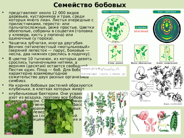 Семейство бобовых   представляют около 12 000 видов деревьев, кустарников и трав, среди которых много лиан. Листья очередные с прилистниками, перисто- или пальчатосложные, реже простые. Цветки обоеполые, собраны в соцветия (головка у клевера, кисть у люпина) или одиночные (у гороха). Чашечка зубчатая, иногда двугубая. Венчик пятилепестный «мотыльковый» (верхний лепесток — парус, боковые — несла, два нижних срослись в лодочку). В цветке 10 тычинок, из которых девять срослись тычиночными нитями, а верхняя (десятая) остается свободной. Пестик один. Плод — боб. Для бобовых характерно взаимовыгодное сожительство двух разных организмов симбиоз. На корнях бобовых растений образуются клубеньки, в клетках которых живут клубеньковые бактерии. Они усваивают азот из воздуха, поэтому все бобовые богаты белком. Среди бобовых много продовольственных растений (фасоль, горох, соя, арахис и др.), кормовых (люцерна, клевер, эспарцет), декоративных (люпин, душистый горошек, глициния, белая акация и др.). 