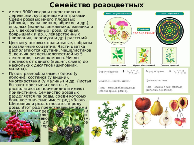 Семейство розоцветных имеет 3000 видов и представлено деревьями, кустарниками и травами. Среди розовых много плодовых (яблоня, груша, вишня, абрикос и др.), ягодных (малина, земляника, ежевика и др.), декоративных (роза, спирея, боярышник и др.), лекарственных (шиповник, черемуха и др.) растений. Цветки у розовых правильные, собраны в различные соцветия. Части цветка располагаются кругами. Чашелистиков 5, венчик раздельнолепестной из 5 лепестков, тычинок много. Число пестиков от одного (вишня, слива) до нескольких десятков (шиповник, малина). Плоды разнообразные: яблоко (у яблони), костянка (у вишни), многокостянки (у малины) и др. Листья бывают простые и сложные, располагаются поочередно и имеют прилистники. Семейство розовых разделяется па роды, среди которых большое значение имеет род яблоня. Шиповник и роза относятся к роду розы. Этот род представлен многими видами. Виды представлены многими сортами роз, являющихся основными культурными декоративными формами, используемыми для украшения садов и парков многих городов и сел.  
