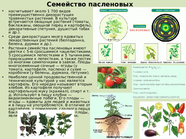 Семейство пасленовых   насчитывает около 1 700 видов преимущественно дикорастущих травянистых растений. В культуре встречаются овощные растения (томаты, баклажаны, овощной перец и картофель), декоративные (петуния, душистый табак и др.). Среди дикорастущих много ядовитых лекарственных растений (белладонна, белена, дурман и др.). Растения семейства пасленовых имеют цветки с 5-ю сросшимися чашелистиками, 5 сросшимися лепестками и 5 тычинками, приросшими к лепесткам, а также пестик со многими семяпочками в завязи. Плоды многосемянные сочные — ягоды (у томата, картофеля, паслена) и сухие — коробочки (у белены, дурмана, петунии). Наиболее ценной продовольственной и технической культурой у нас является картофель. Его нередко называют вторым хлебом. Из картофеля получают картофельную муку (крахмал), спирт и т. д: Используют в пищу клубни — видоизмененные побеги. Его плоды — ягоды — ядовиты для людей и животных и в пищу не употребляются. В отличие от картофеля, у помидоров, сладкого перца, баклажанов в пищу употребляют плоды, являющиеся сочными и полезными;  
