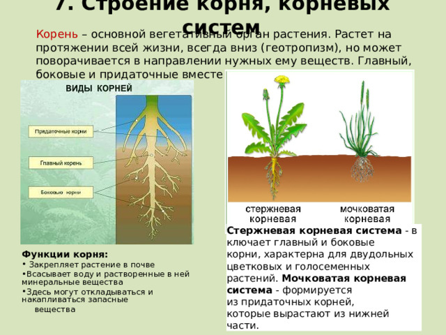 7. Строение корня, корневых систем Корень – основной вегетативный орган растения. Растет на протяжении всей жизни, всегда вниз (геотропизм), но может поворачивается в направлении нужных ему веществ. Главный, боковые и придаточные вместе создают корневую систему . Стержневая корневая система  - включает главный и боковые корни, характерна для двудольных цветковых и голосеменных растений. Мочковатая корневая система - формируется из придаточных корней, которые вырастают из нижней части.  Функции корня:  Закрепляет растение в почве Всасывает воду и растворенные в ней минеральные вещества Здесь могут откладываться и накапливаться запасные  вещества  